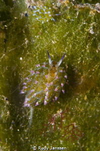 Very small nudi 2mm by Rudy Janssen 
